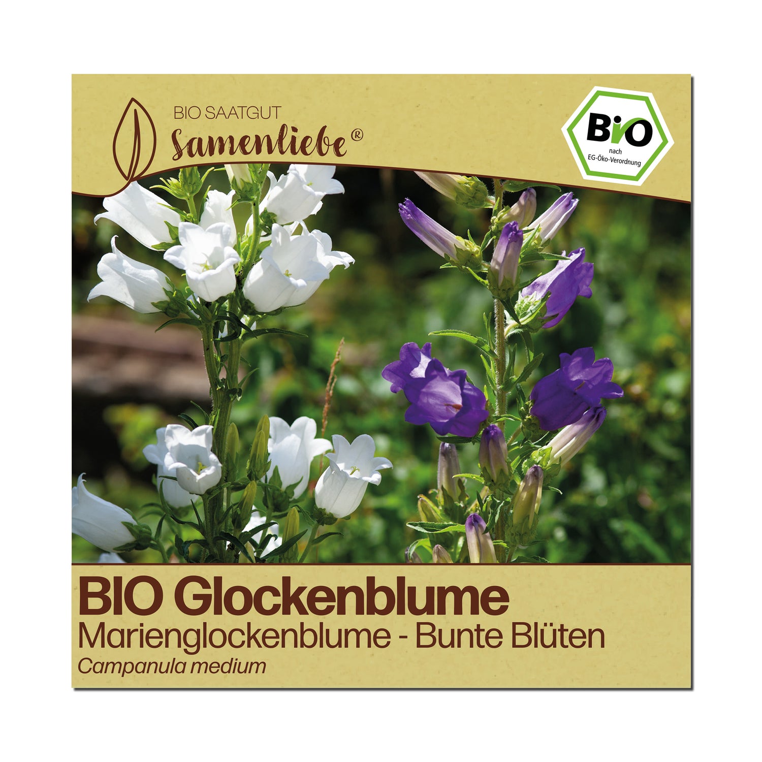 BIO Glockenblume "Marienglockenblume"