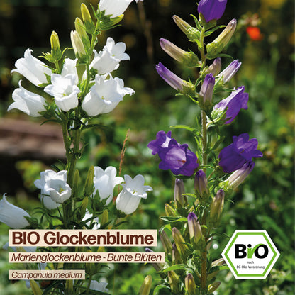 BIO Glockenblume "Marienglockenblume"