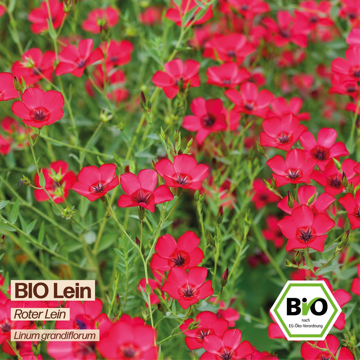 BIO Lein "Roter Lein"