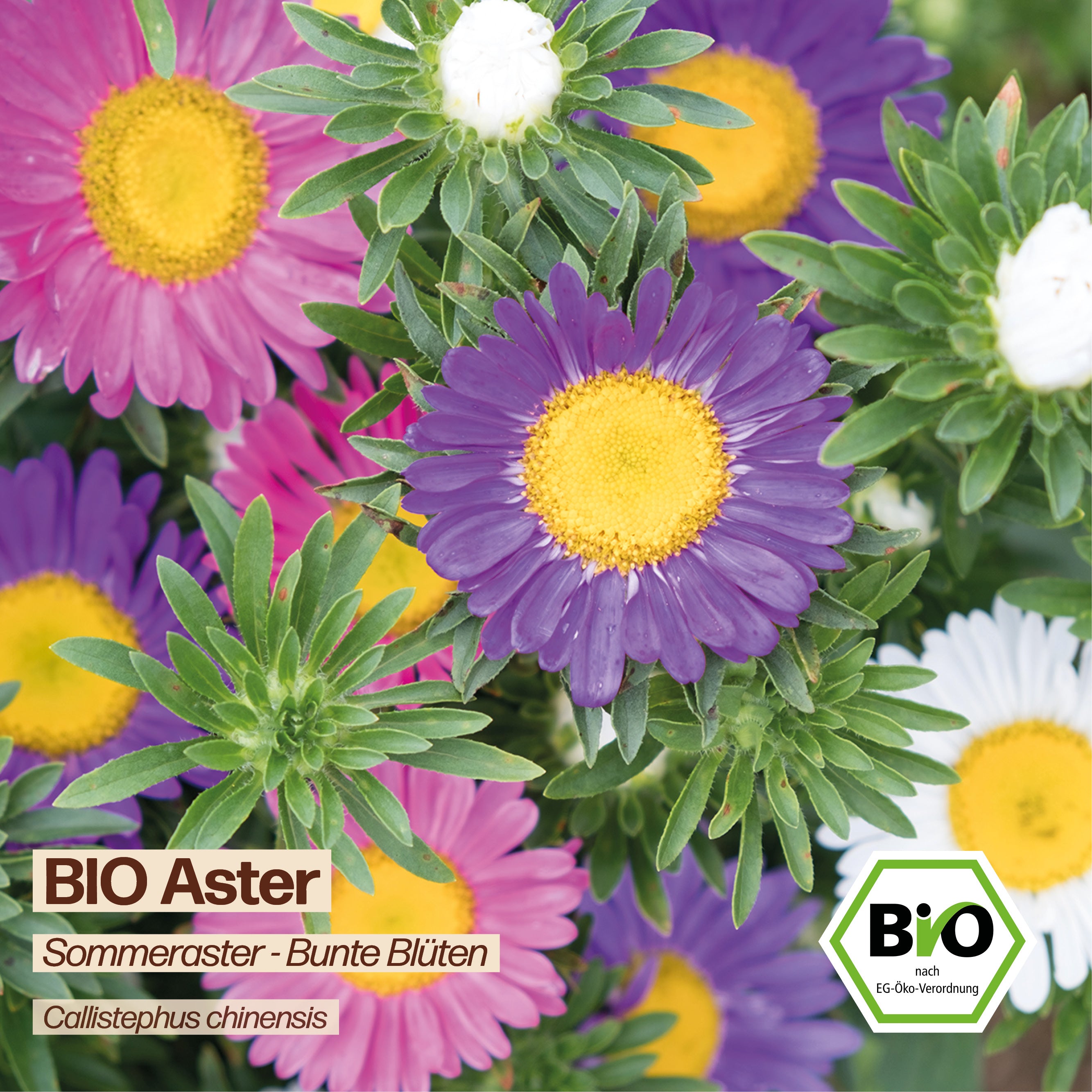 BIO Aster "Sommeraster"
