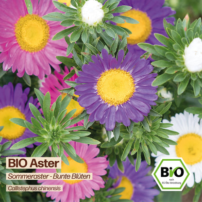 BIO Aster "Sommeraster"