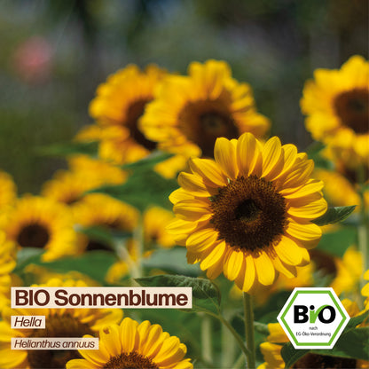 BIO Sonnenblume "Hella"