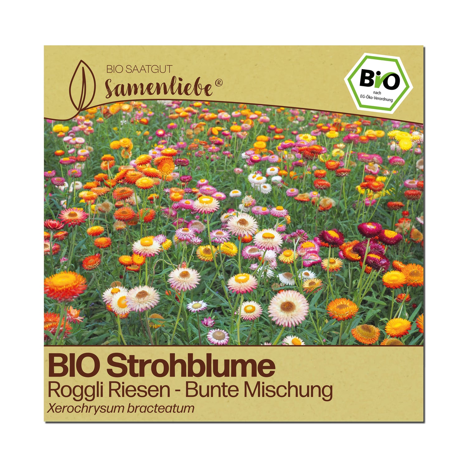 BIO Strohblume "Roggli Riesen"