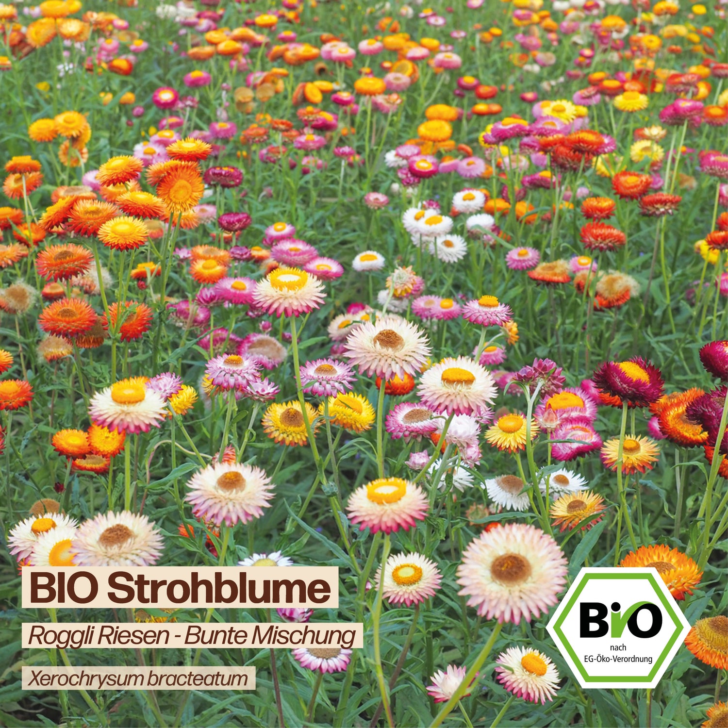 BIO Strohblume "Roggli Riesen"