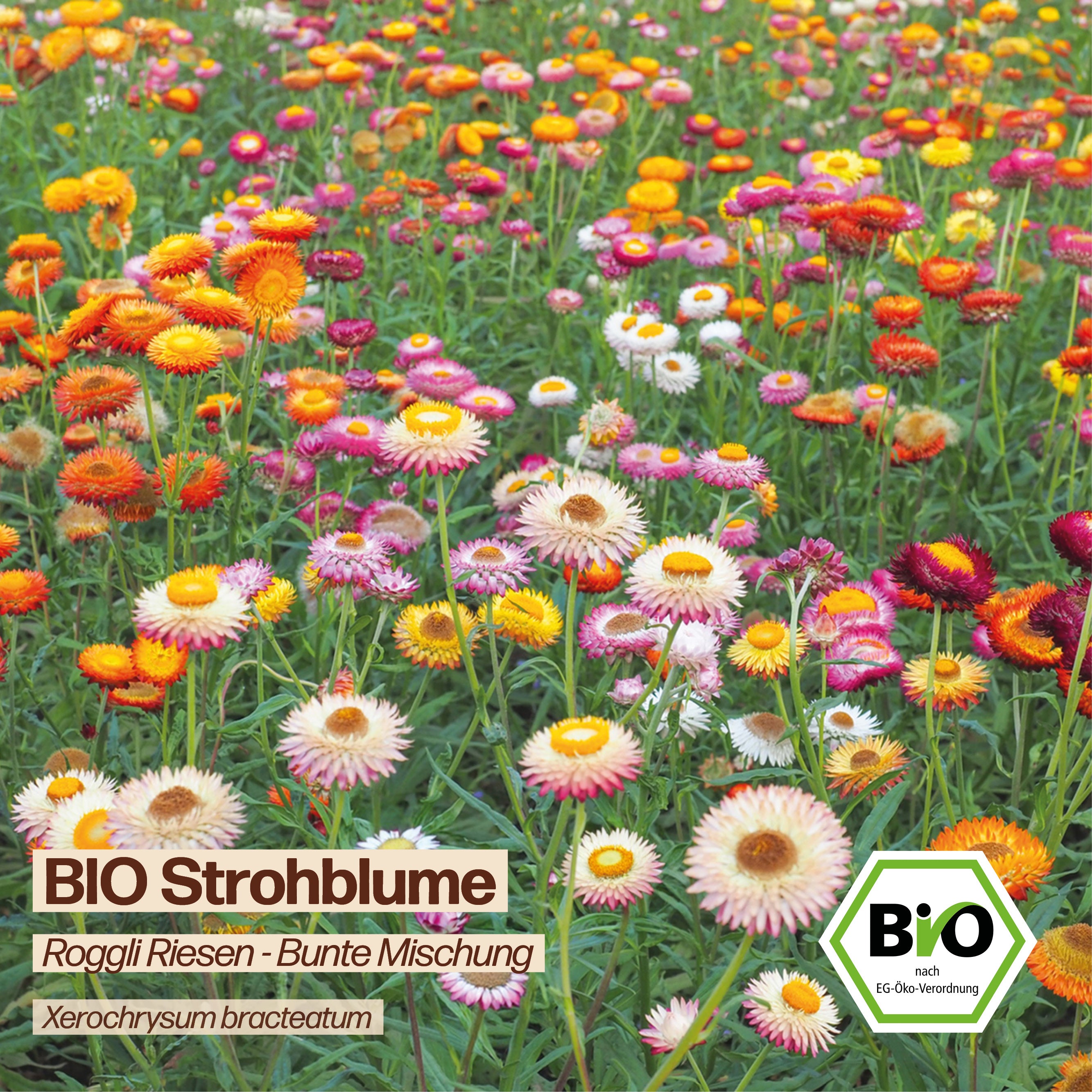 BIO Strohblume "Roggli Riesen"