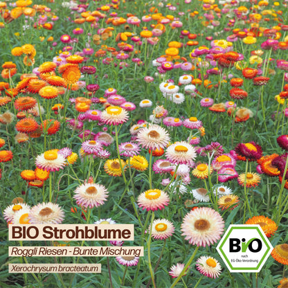 BIO Strohblume "Roggli Riesen"