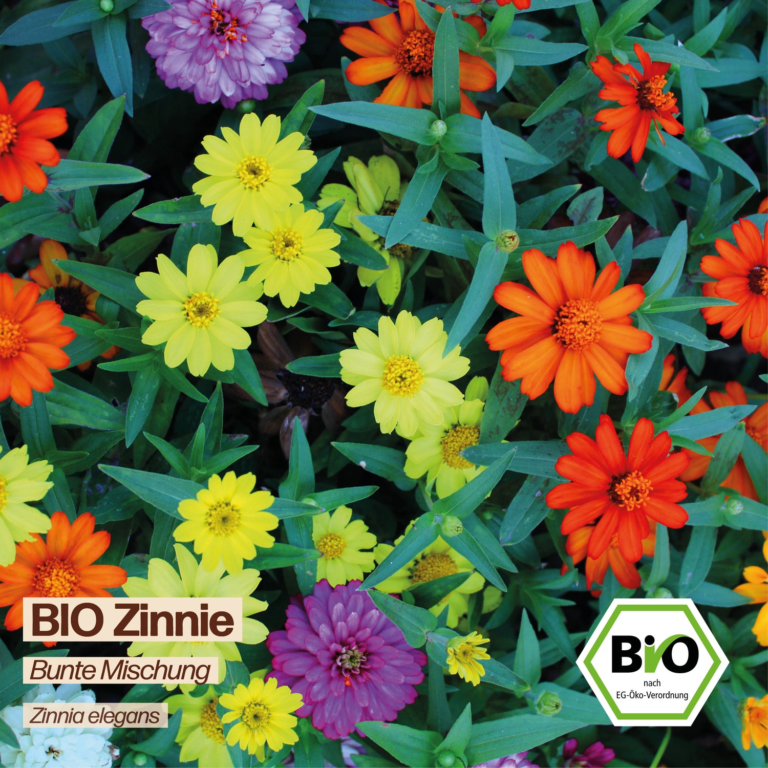 BIO Zinnie "Zierblume"