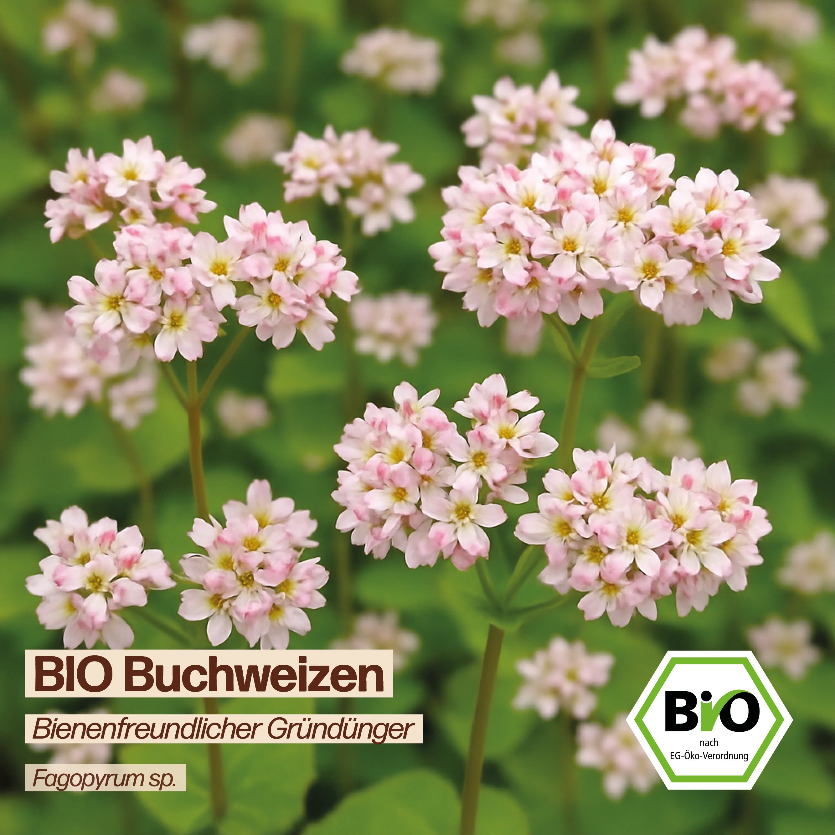 BIO Buchweizen "Gründünger &amp; Bienenpflanze"